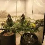 Orange Bud 2.0