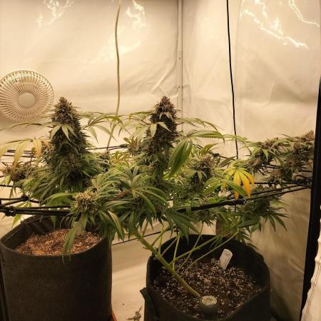 Orange Bud 2.0