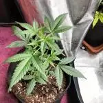 Amnesia Haze Auto