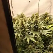 Zkittlez