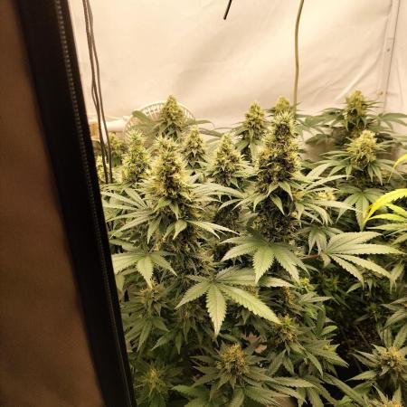 Zkittlez