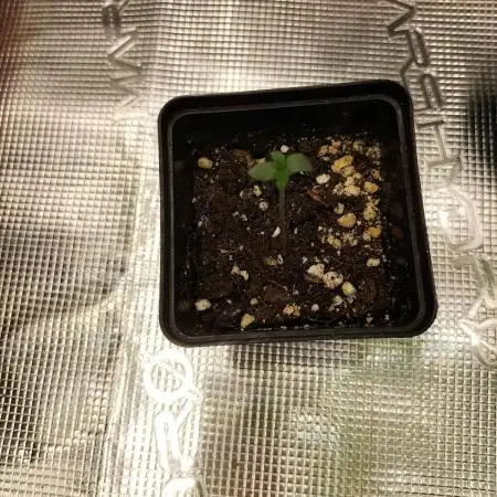 Amnesia Haze Auto
