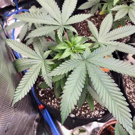Amnesia Haze Fast