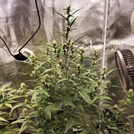 Amnesia Haze Auto