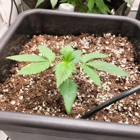 Strawberry Gorilla Auto
