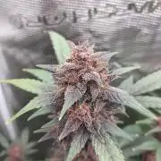 LSD25 Auto