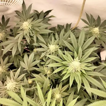 Ice Cream Haze