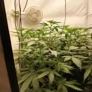 Zkittlez