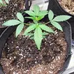Amnesia Haze Auto