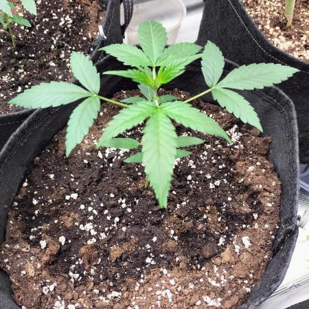 Amnesia Haze Auto