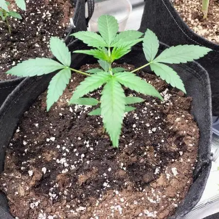 Amnesia Haze Auto