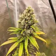 Northern lights
