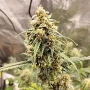 Gorilla Auto
