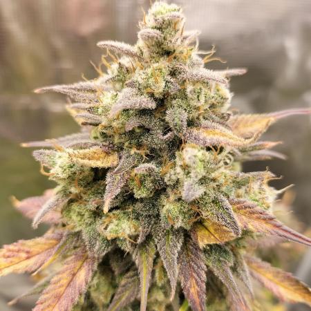 Strawberry Gorilla Auto