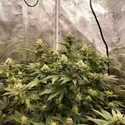 Monkey Grease
