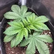 Sticky Broccoli - Eternity Cup 2026