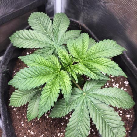 Sticky Broccoli - Eternity Cup 2026