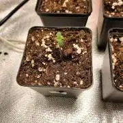 Sticky Broccoli - Eternity Cup 2026