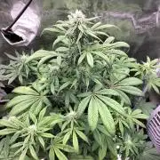 Strawberry Gorilla Auto