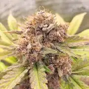 Blackberry Auto #2