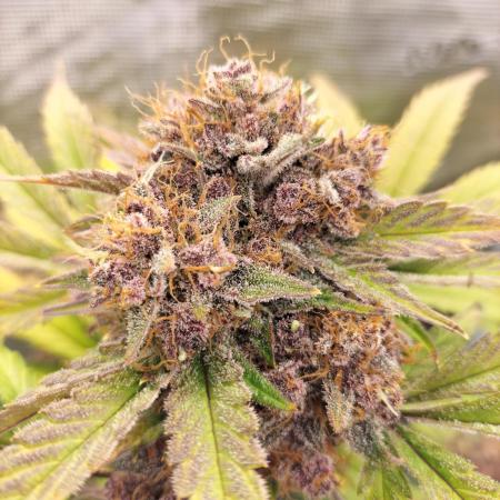 Blackberry Auto #2