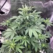 Strawberry Gorilla Auto