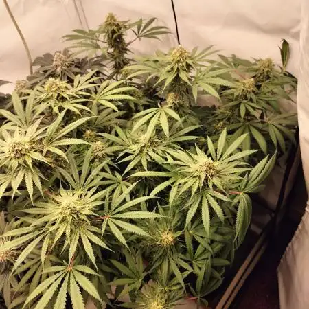Orange Bud 2.0
