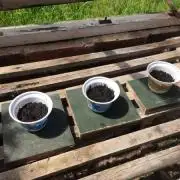 FastBuds Fastberry Auto Organic Outdoor