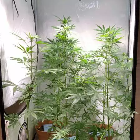 newbie learning