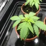 Cali Tropicanna Banana