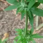 GreenBrain grow