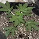 Second solo grow 