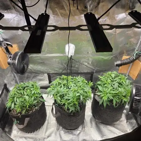 Humboldt seed co Blueberry Muffin