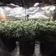 Humboldt seed co Blueberry Muffin