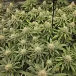 Humboldt seed co Blueberry Muffin