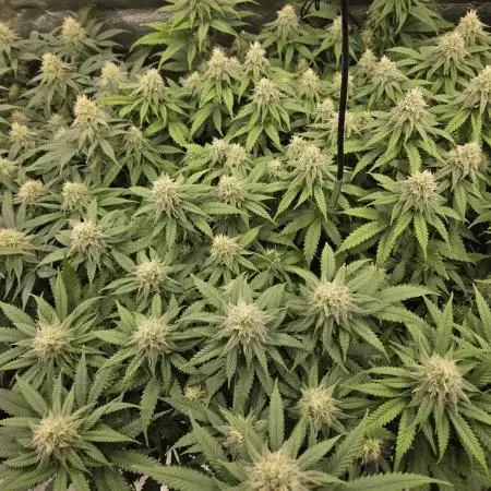 Humboldt seed co Blueberry Muffin