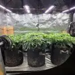 Humboldt seed co Blueberry Muffin