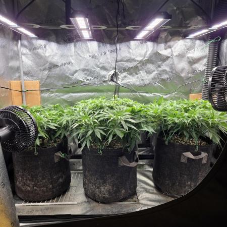 Humboldt seed co Blueberry Muffin