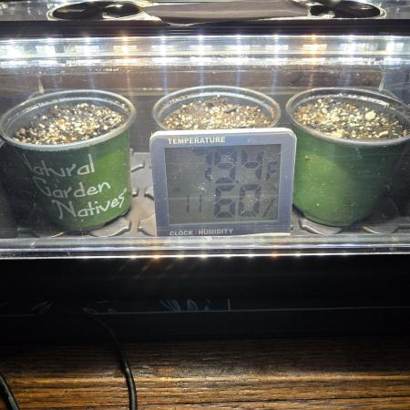 Humboldt seed co Blueberry Muffin