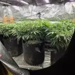 Humboldt seed co Blueberry Muffin