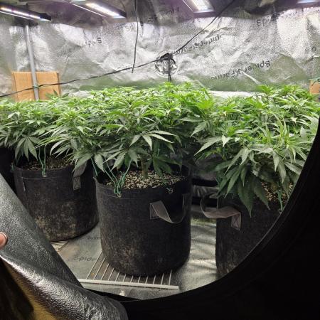 Humboldt seed co Blueberry Muffin