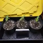 Humboldt seed co Blueberry Muffin