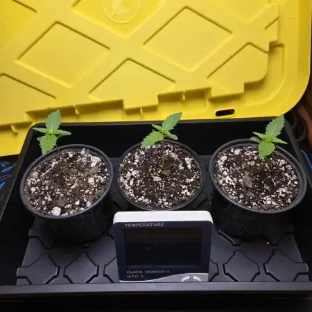 Humboldt seed co Blueberry Muffin