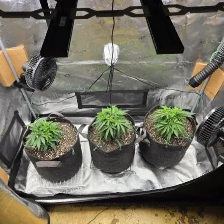 Humboldt seed co Blueberry Muffin