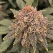 Humboldt seed co Blueberry Muffin
