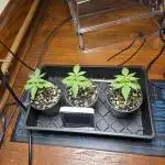 Humboldt seed co Blueberry Muffin