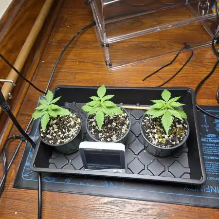 Humboldt seed co Blueberry Muffin