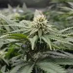 Humboldt seed co Blueberry Muffin