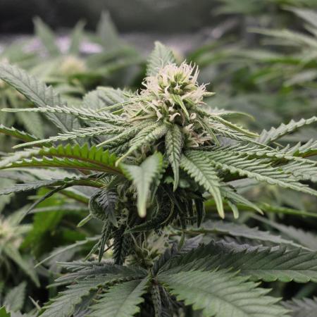 Humboldt seed co Blueberry Muffin