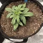 Barney's Farms Dos So Dos (Auto)